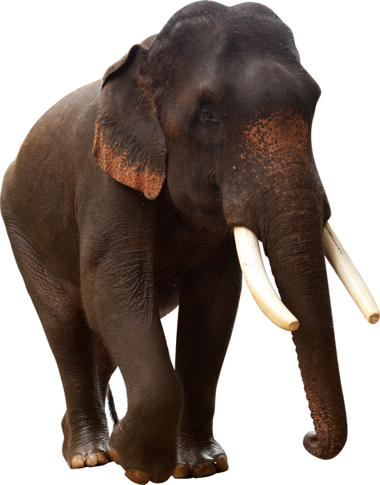 Asian elephant isolated.