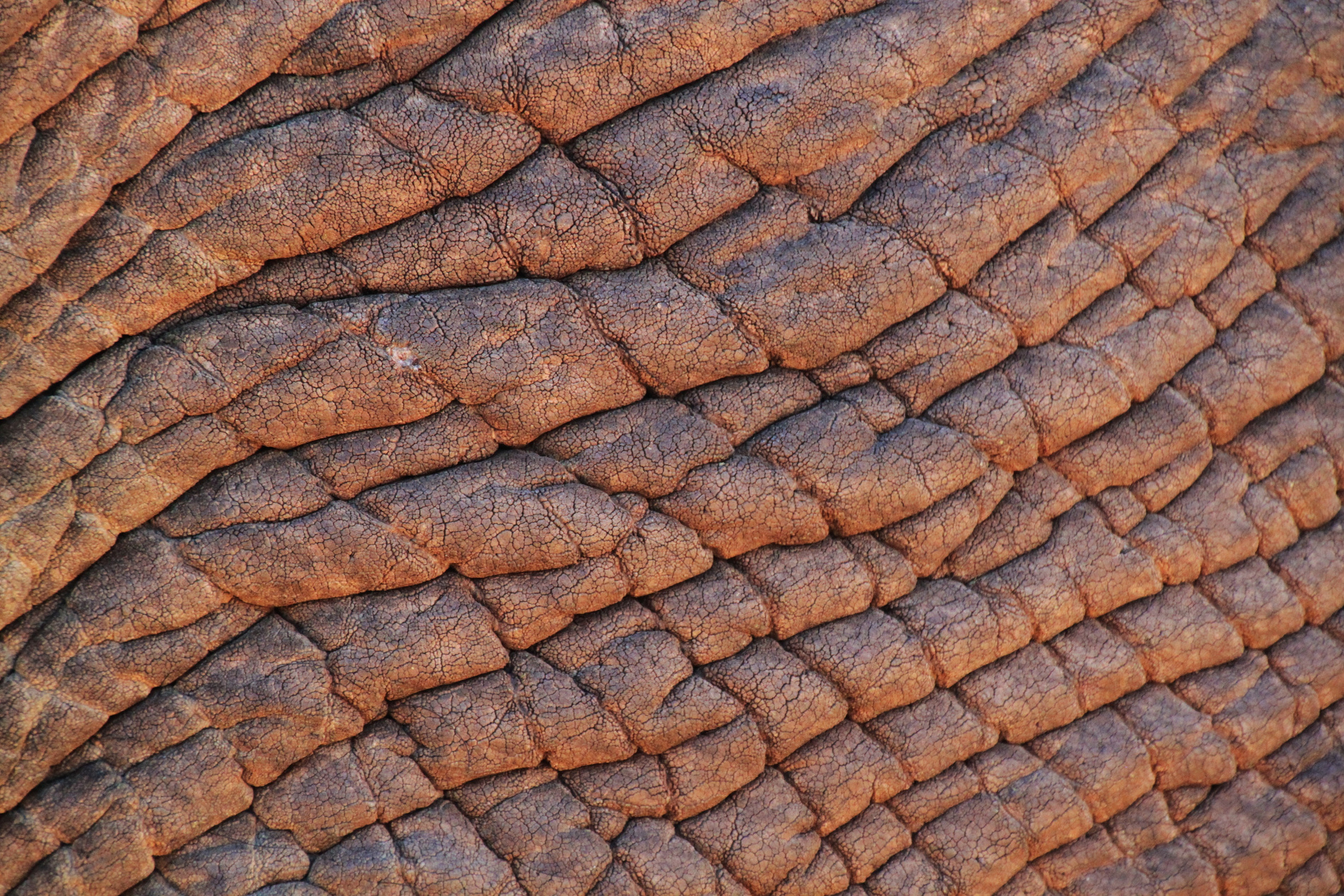 Elephant Skin Background